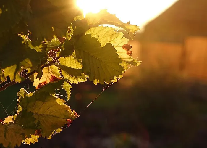Kdovikde Semesterbostad